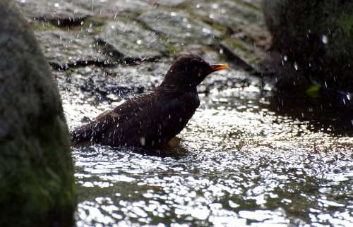 Bird Blackbird Swim Refreshment Water