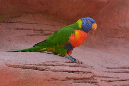 Bird Color Colorful Feather Parrot Nature