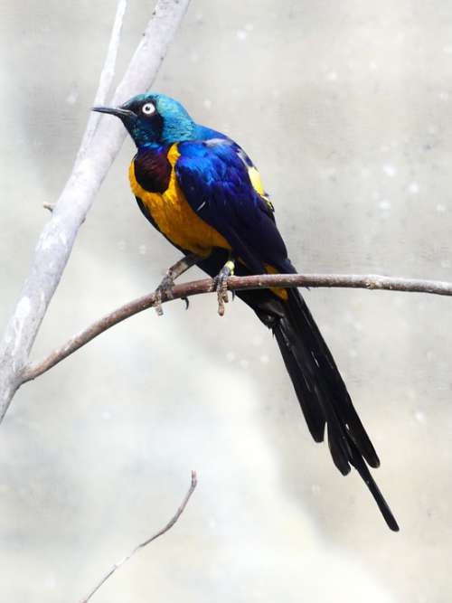 Bird Colorful Nature Plumage Wing Animal Bill