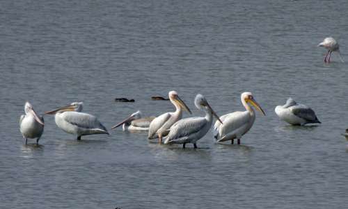 Bird Great White Pelican Pelecanus Onocrotalus