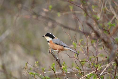 Bird Spring Nature New Birds Landscape Bud