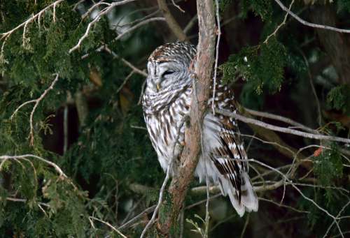 Bird Owl Barred Wild Nature Outdoors