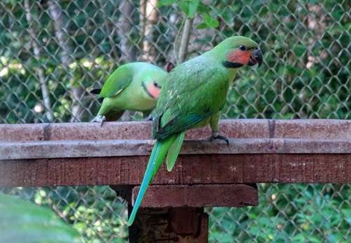 Bird Parrot Long-Tailed Parakeet