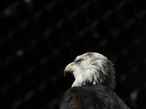 Bird Eagle Animals Plumage Head Beak Pen Nature