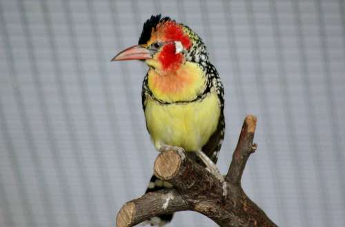 Bird Colorful Plumage Zoo Exotic