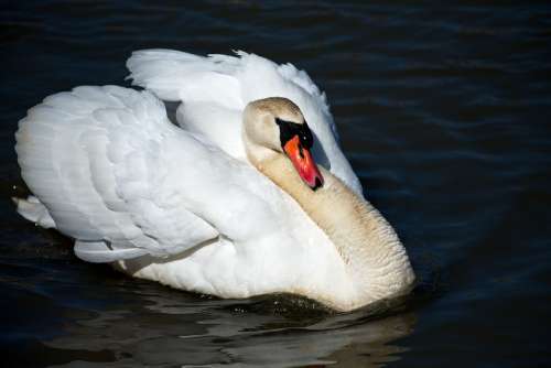 Bird Swan Wildlife Water