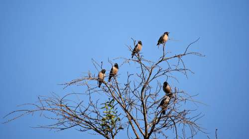 Birds Sitting Branch Animal Nature Songbird