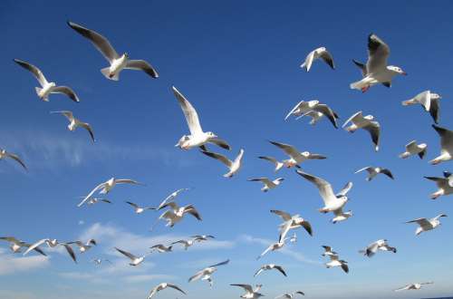 Birds Sky Gulls Swarm