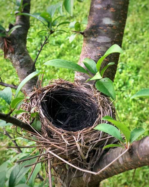 Bird'S Nest Tree Nature Outdoors Wildlife Bird