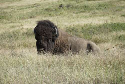 Bison National Bison Refuge Charlo Montana Nature