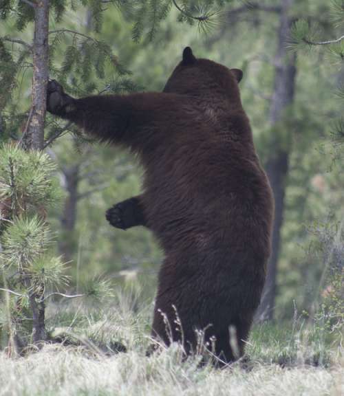 Black Bear Nature Wildlife Scratching Back Trees