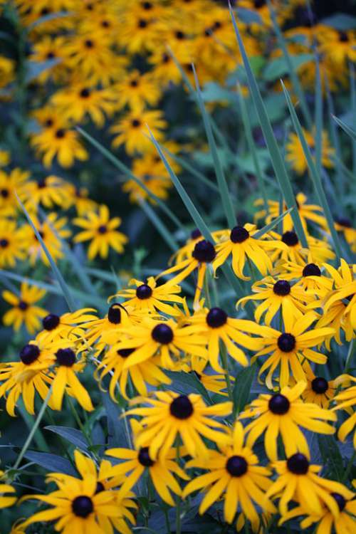 Black Eyed Susans Yellow Flowers