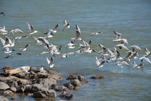 Black Headed Gull Birds Bird Nature River Flight