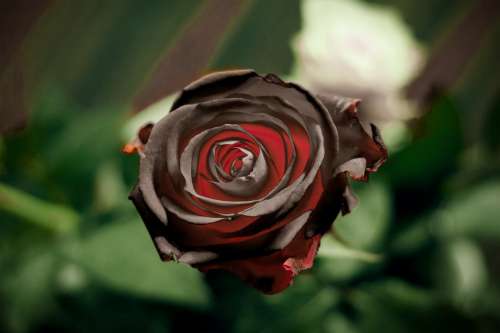 Black Rose Flower Red Decoration Beauty Blossom