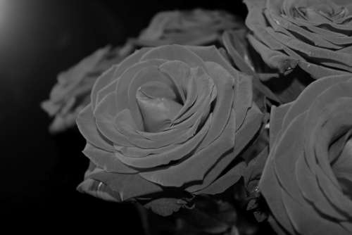 Black White Roses Black Background Romance Bouquet
