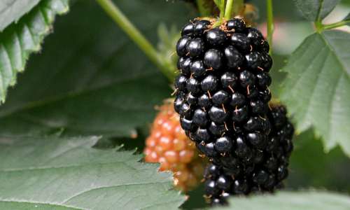 Blackberry Blackberries Berries Health Berry