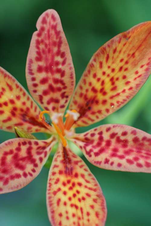 Blackberry Lily Flower Bloom Garden Nature