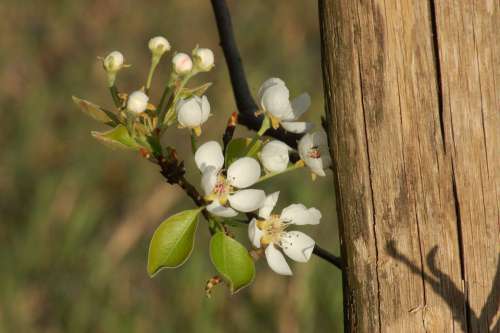 Bloom Spring Orchard Flower Nature Flora