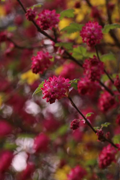 Blossom Bloom Spring Nature Plant Bloom Botany