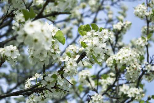 Blossom Spring Bloom Plant Flowers Nature White