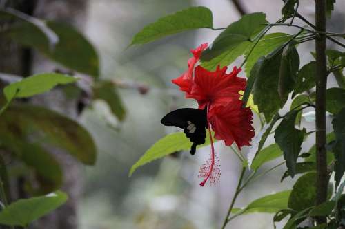 Blossom Bloom Butterfly Red Insect Nature Flower