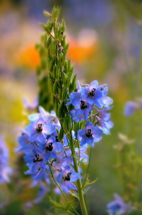 Blue Flower Floral Spring Close Nature Macro