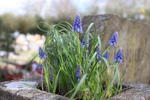 Blue Flowers Spring Cemetery Falls Fulfillment