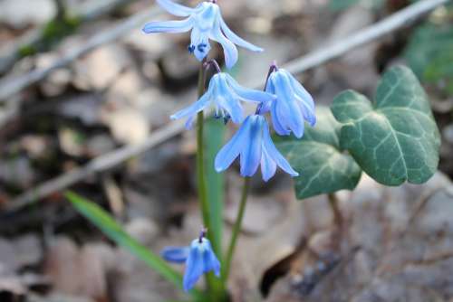 Blue Star Scilla Early Bloomer Harbinger Of Spring