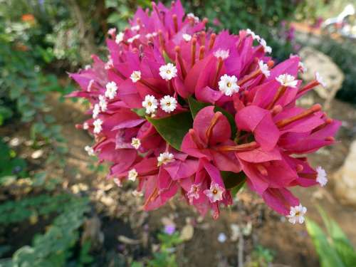 Bougainvillea Bouquet Pink Flower Exotic