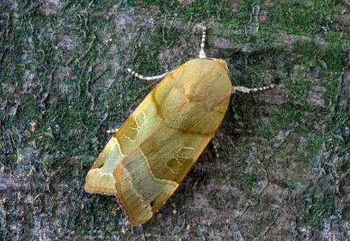 Broad-Bordered-Yellow-Underwing Moth Wing Insect