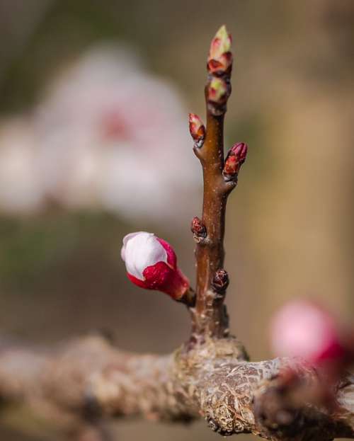 Bud Spring Apricots Close Up Garden Nature Bloom