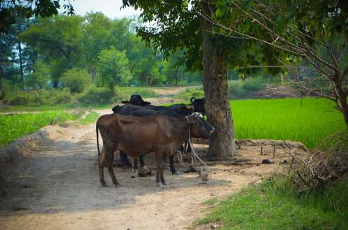 Buffaloes Livestock Village Nature Agriculture