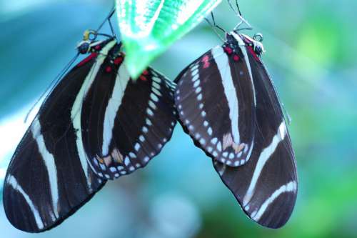 Butterflies Insects Nature Wings Couple Black Red