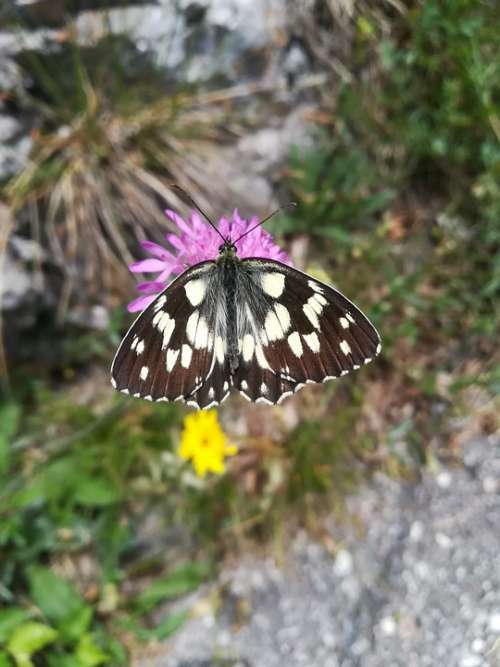 Butterfly Nature Lepidoptera Mountain Italy