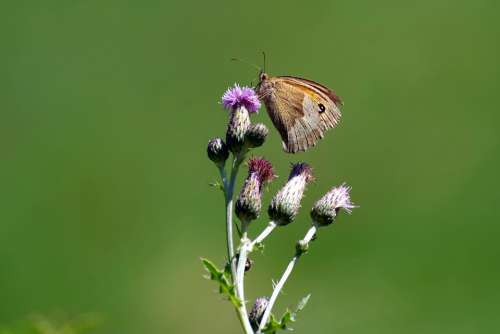 Butterfly Thistle Insect Nature Summer Blossom