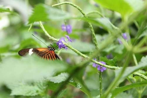 Butterfly Purple Flower Nature Nectar Summer