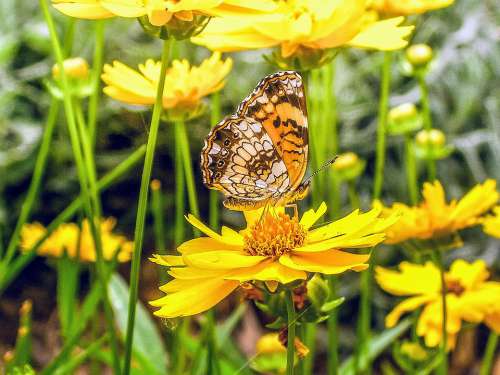 Butterfly Yellow Insect Sunflowers Summer Nature