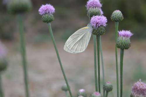 Butterfly Flower Purple