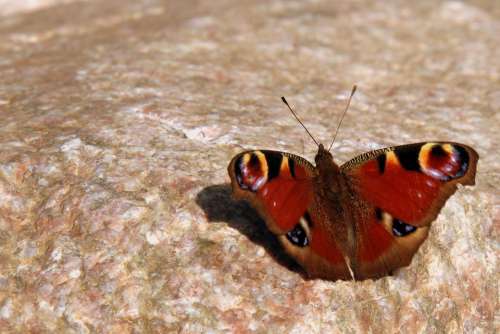 Butterfly Butterflies Peacock Nature Insect Wing