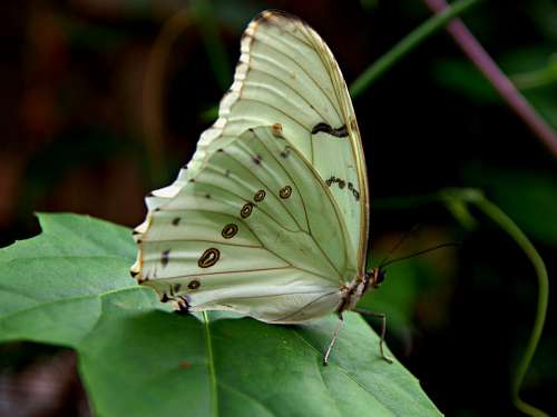 Butterfly Butterflies White Green Leaf Wing