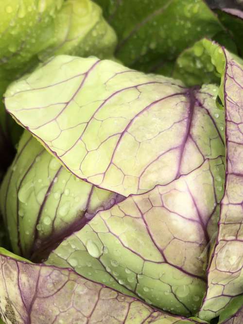 Cabbage Raindrops Vegetable Green Horticulture