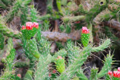 Cactus Blooms Flower Green Red Needles Flowers