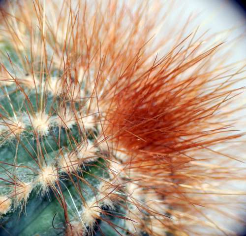 Cactus Prickles Plant Nature Prickle Green Thorn