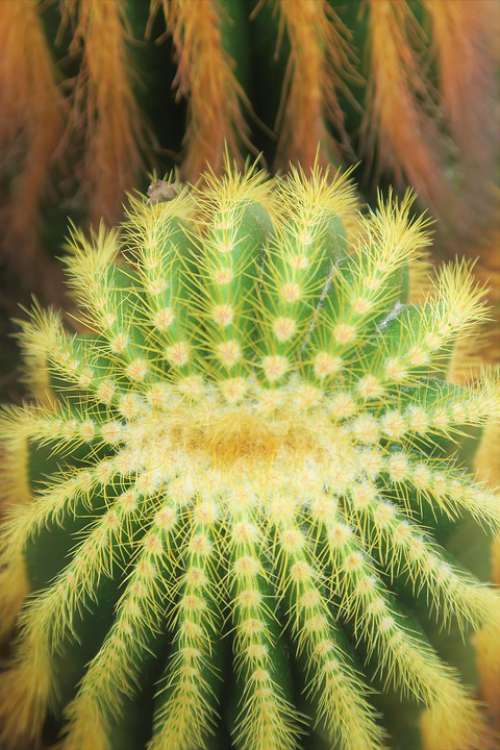 Cactus Nature Desert Barbed Plant Green Flower