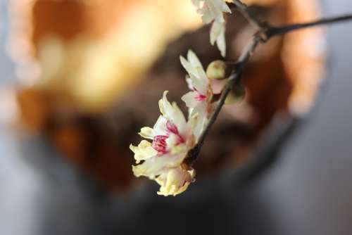Calicanthus Blossom Bloom Fragrance Interior Bokeh