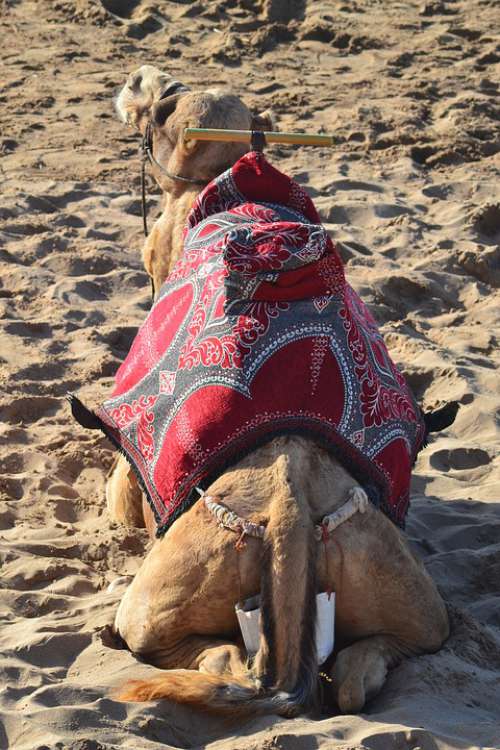 Camel Beach Sand Morocco Tourist Travel Sea