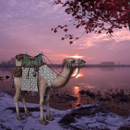 Camel Landscape Animal Lake