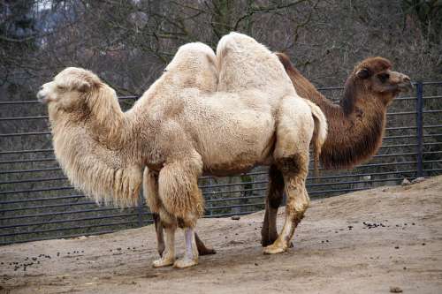 Camel Animal Sahara Drabař Safari Captivity Zoo