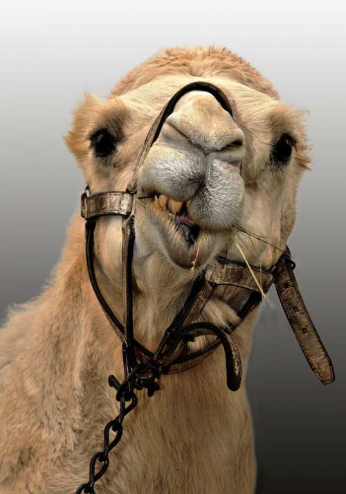 Camel Animal Ruminant Desert Mammals Head Funny
