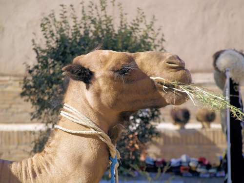 Camel Head Animal Brown Eating Nature